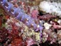 fellows nudibranch